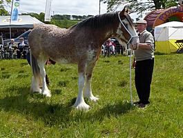 Clydesdale Champion 2016