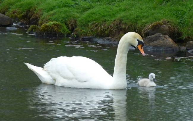 Swan with only cygnet