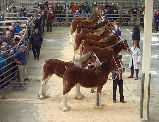 Lanark Foal Show 2012