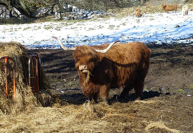 Highland cow near Comrie