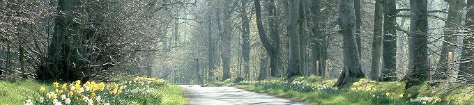 Daffodil-lined lane near Broughton