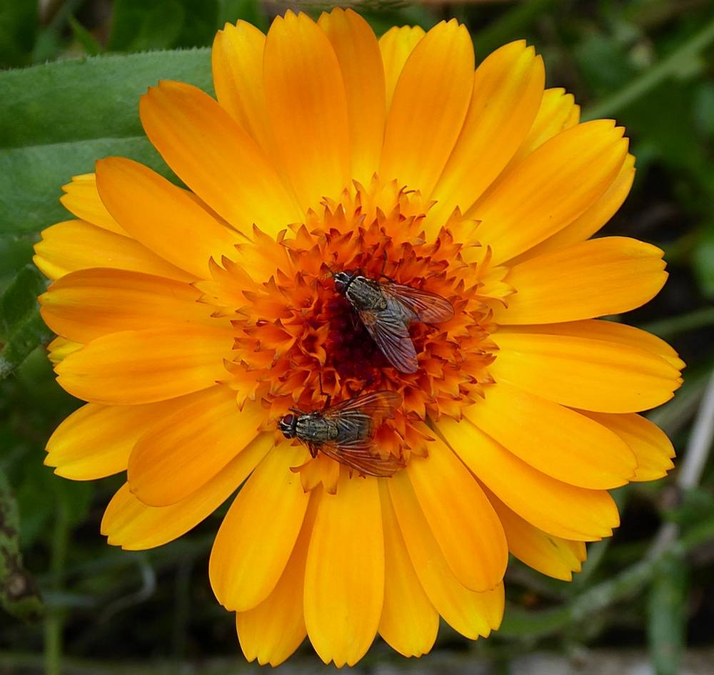 flies on a calendula flower