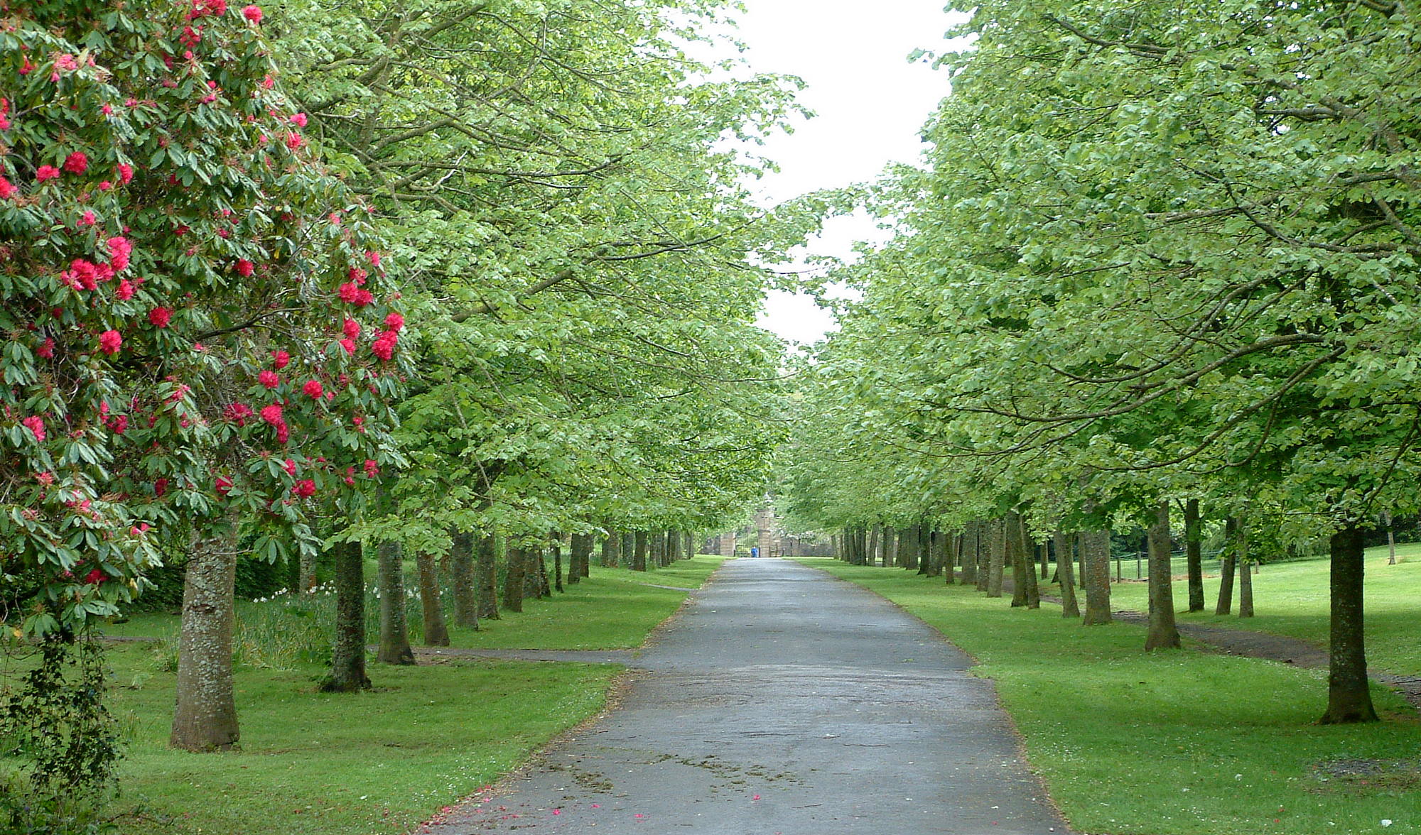 Avenue of trees at Culzean Castle