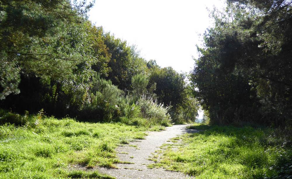 Access path to Nature Reserve.
